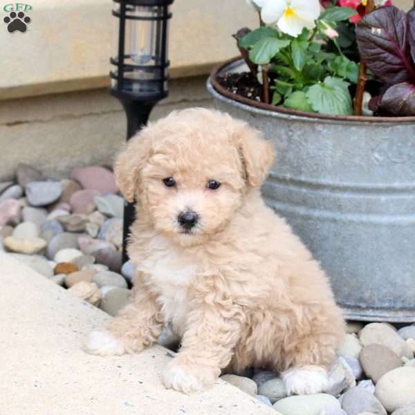 Nicole, Bich-Poo Puppy