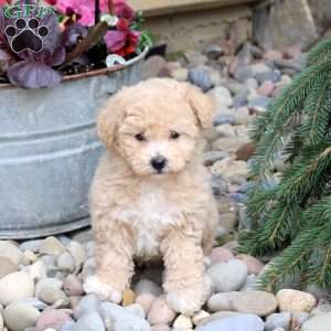 Nicole, Bich-Poo Puppy