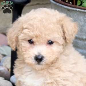 Nicole, Bich-Poo Puppy