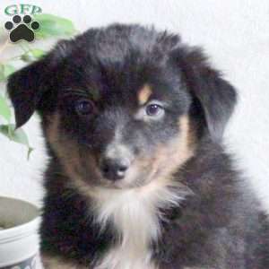 Nitro, Australian Shepherd Puppy