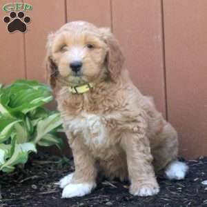 Nina, Mini Goldendoodle Puppy