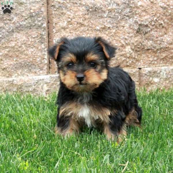 Nina, Yorkie Puppy