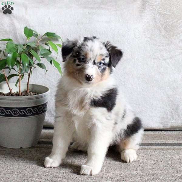 Nina, Australian Shepherd Puppy