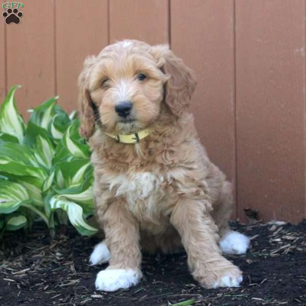 Nina, Mini Goldendoodle Puppy