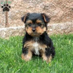 Nina, Yorkie Puppy