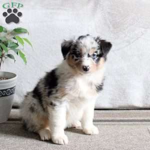 Nina, Australian Shepherd Puppy