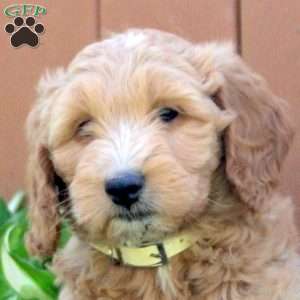 Nina, Mini Goldendoodle Puppy