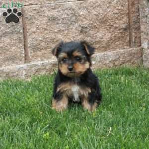 Nina, Yorkie Puppy