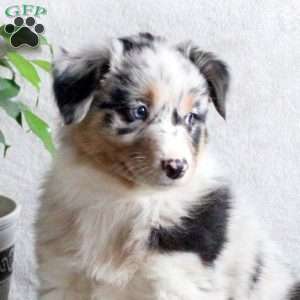 Nina, Australian Shepherd Puppy