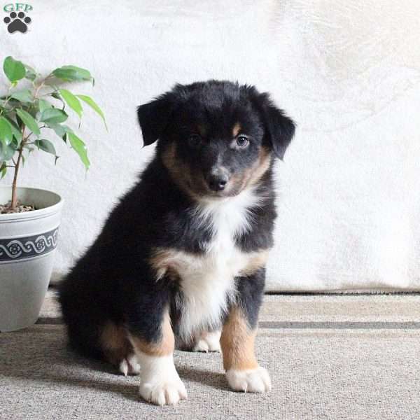 Nitro, Australian Shepherd Puppy