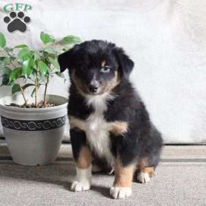 Nitro, Australian Shepherd Puppy