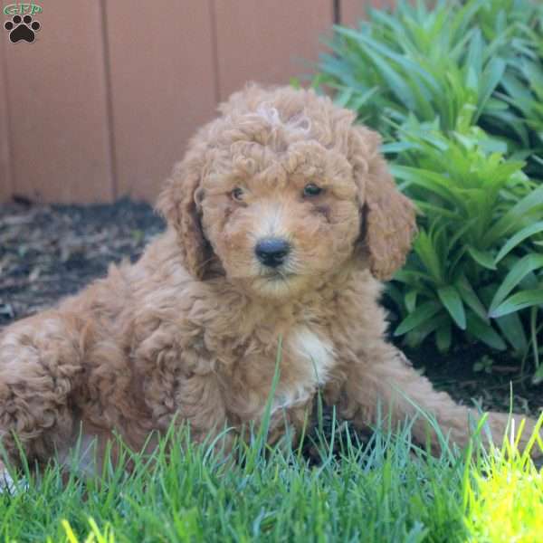 Noah, Mini Goldendoodle Puppy