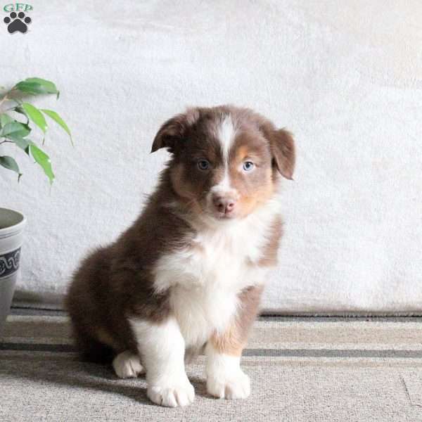 Noah, Australian Shepherd Puppy