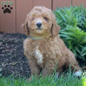 Noah, Mini Goldendoodle Puppy