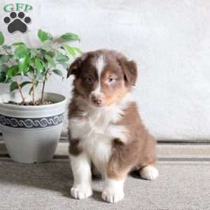 Noah, Australian Shepherd Puppy