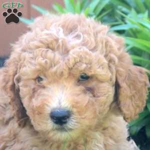 Noah, Mini Goldendoodle Puppy