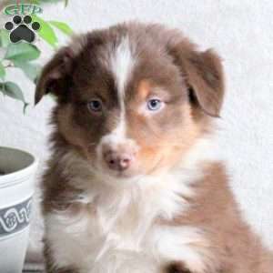 Noah, Australian Shepherd Puppy