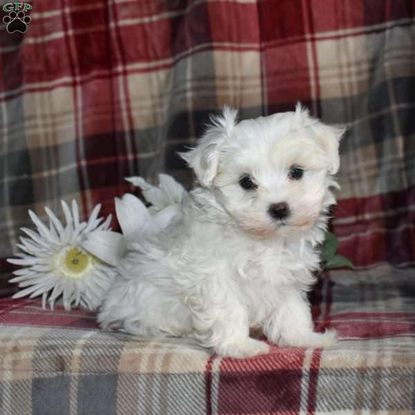 Noel, Maltese Puppy