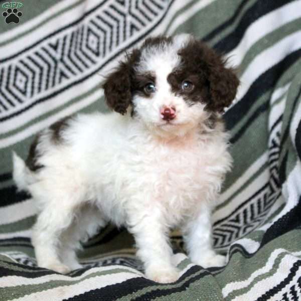 Noel, Mini Goldendoodle Puppy