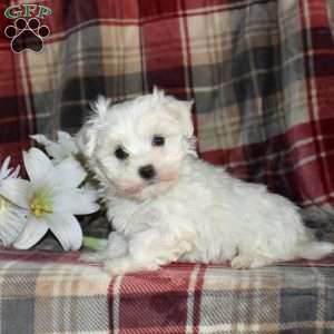 Noel, Maltese Puppy