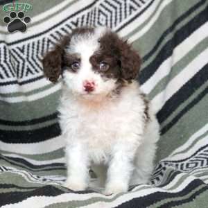 Noel, Mini Goldendoodle Puppy