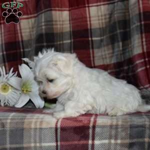 Noel, Maltese Puppy