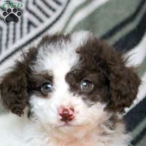 Noel, Mini Goldendoodle Puppy