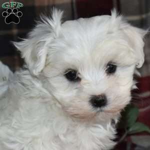 Noel, Maltese Puppy