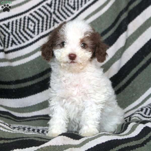 Nolan, Mini Goldendoodle Puppy