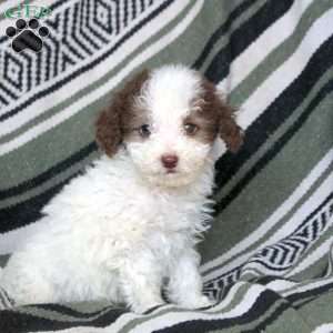 Nolan, Mini Goldendoodle Puppy