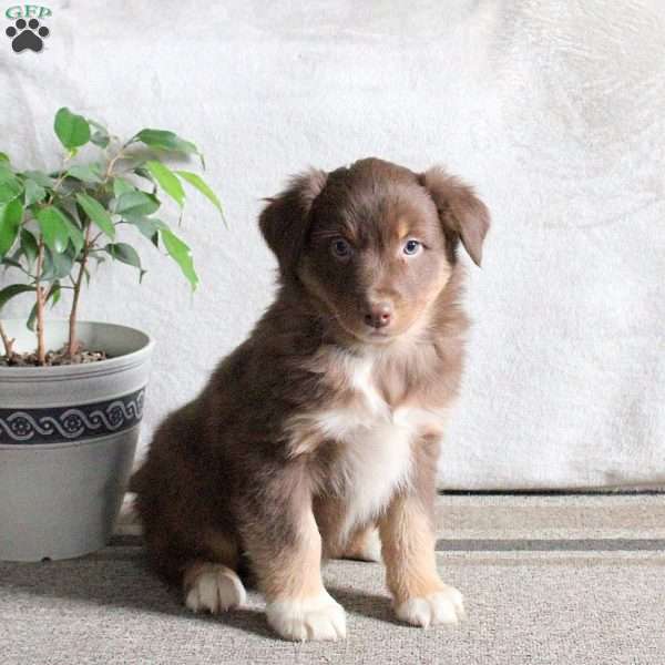 Noodle, Australian Shepherd Puppy