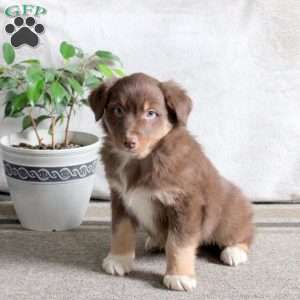 Noodle, Australian Shepherd Puppy