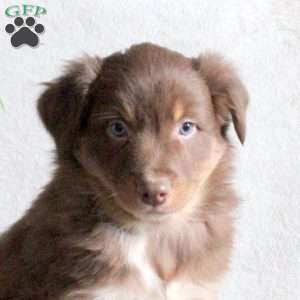 Noodle, Australian Shepherd Puppy