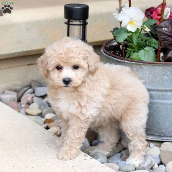 Nora, Bich-Poo Puppy