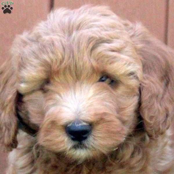 Nora, Mini Goldendoodle Puppy