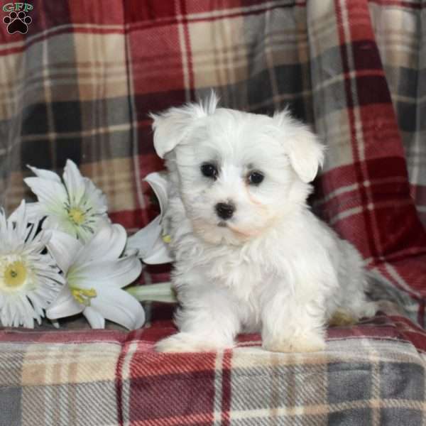 Nora, Maltese Puppy