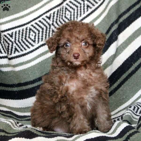 Nora, Mini Goldendoodle Puppy