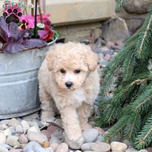 Nora, Bich-Poo Puppy