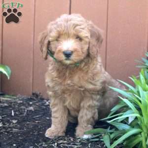 Nora, Mini Goldendoodle Puppy