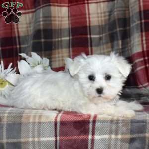 Nora, Maltese Puppy