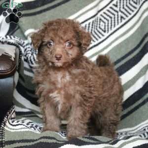 Nora, Mini Goldendoodle Puppy
