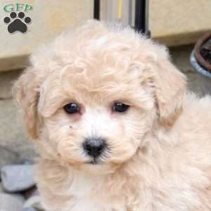 Nora, Bich-Poo Puppy