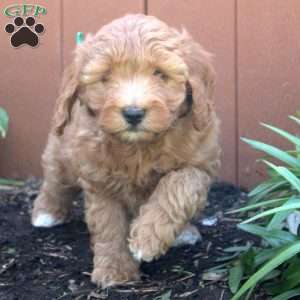 Nora, Mini Goldendoodle Puppy