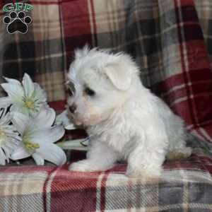 Nora, Maltese Puppy