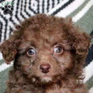 Nora, Mini Goldendoodle Puppy