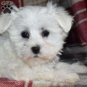 Nora, Maltese Puppy