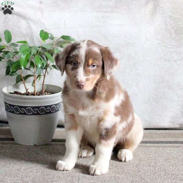 Norman, Australian Shepherd Puppy