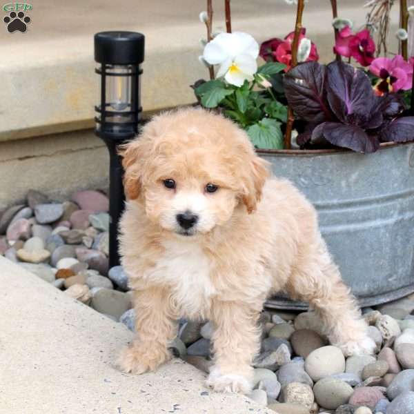 Norman, Bich-Poo Puppy