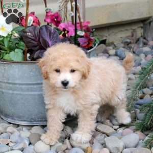 Norman, Bich-Poo Puppy