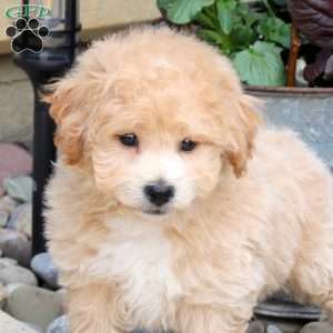 Norman, Bich-Poo Puppy